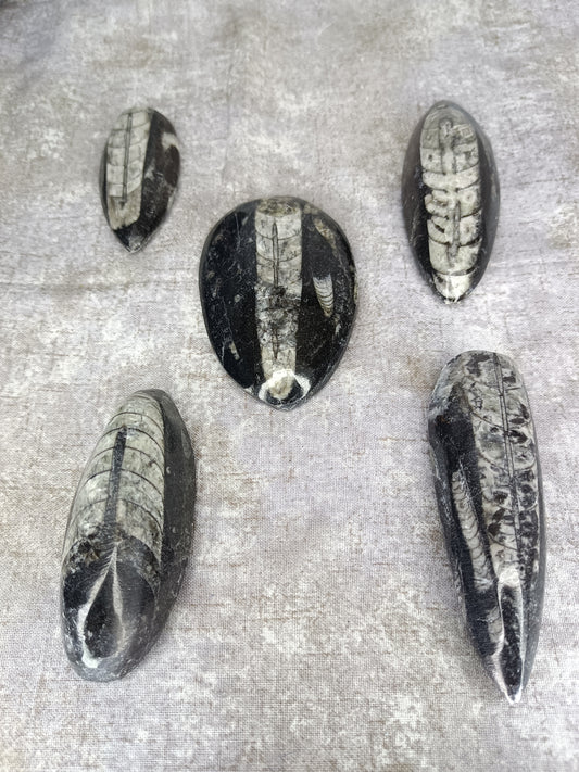 Orthoceras Fossils!